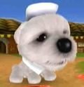 DogIsland francis.jpg