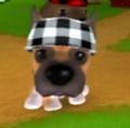 DogIsland andrea.jpg