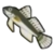 DogIsland brownfish.png