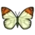 DogIsland greatorangetipbutterfly.png