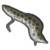 DogIsland marbledlungfish.png