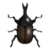 DogIsland shorthornrhinocerosbeetle.png