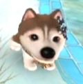 DogIsland nikita.jpg