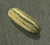 Dead rising zuchini.jpg