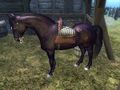 ES4Oblivionblackhorse.jpg