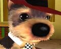 DogIsland noble.jpg