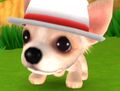 DogIsland kristina.jpg