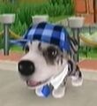 DogIsland enzo.jpg