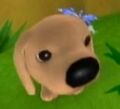 DogIsland eve.jpg