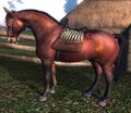 ES4Oblivionbayhorse.jpg