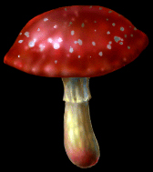 File:Mushroom.jpg