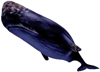 File:ChronoCrossBlueWhale.png