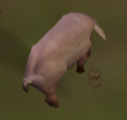 Enchanted Pig