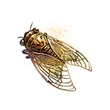 Golden Cicada (DWU).png