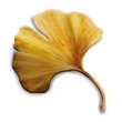 Gingko Leaf (DWU).png