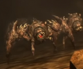 Spider - An arachnid Gillskin. Tends to attack in large groups.