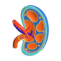 File:S3 Decoration kidney anatomy model.png