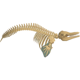 File:S3 Decoration orca fossil.png