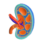 S3 Decoration kidney anatomy model.png
