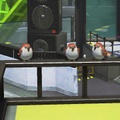 Three sparrows seen near the Squid Sisters' studio.