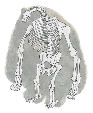 S3 Mr. Grizz skeleton.jpg
