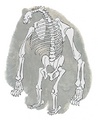 Artwork from The Art of Splatoon 3, showing Mr. Grizz's skeleton