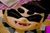 Callie Expression Happy.png