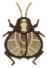 File:ACNH Bell Cricket.png