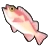 File:DogIsland tigerrockfish.png