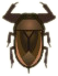 ACNH Giant Water Bug.png