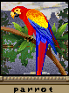 SavageEmpire portrait v07 parrot.png