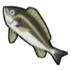 File:DogIsland yellowstripedfish.png