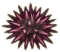 File:ACNH Sea Urchin.png