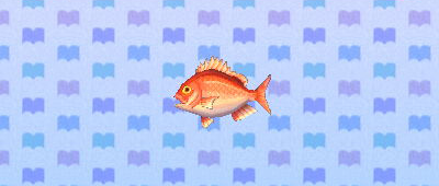 File:ACNL redsnapper.png