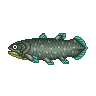 ACWW Coelacanth.png