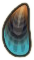 ACNH Mussel.png