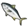 File:DogIsland yellowtailkingfish.png