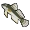 File:DogIsland brownfish.png