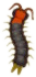 ACNH Centipede.png