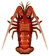 ACNH Spiny Lobster.png