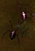 Mythos Monster Spider Pet Minion aerial.png