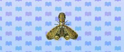 ACNL lanternfly.png