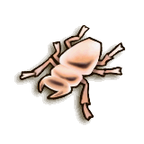 File:LoZ TP female stag beetle.png