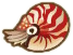 ACNH Chambered Nautilus.png