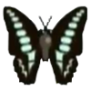 File:DogIsland greenbandedswallowtail.png