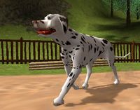 Dog's Life Dalmatian.jpg