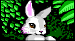 Kimberly a rabbit