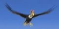 DogIsland vulture.jpg