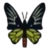 DogIsland birdwingbutterfly.png