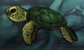 Aquaria turtle (pullus).png